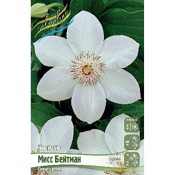 Клематис Мисс Бейтман I 2 шт