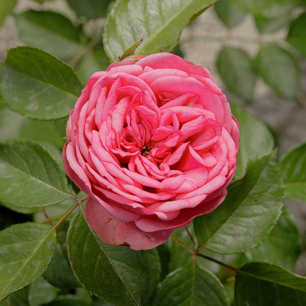 Роза чайно-гибридная Пинк Пиано Садовита