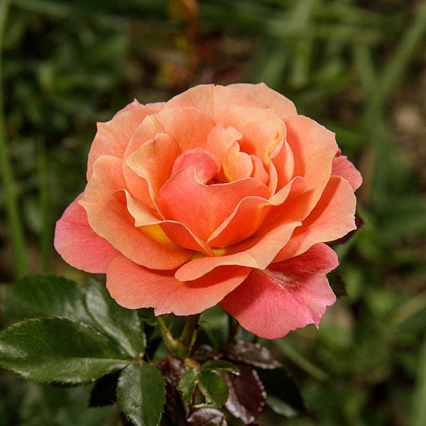 Роза флорибунда Джаз Садовита