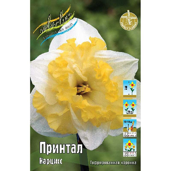 382 Шоу-бокс Нарцисс Принтал 12/14 50 шт