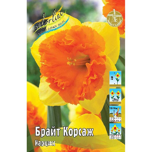 2027 Шоу-бокс Нарцисс Брайт Корсаж 12/14 40 шт 