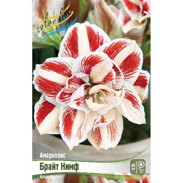 Амариллис Брайт Нимф 22/24 1 шт 