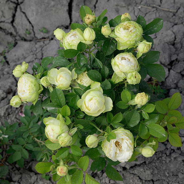 Роза Флорибунда Лемон Рококо Садовита