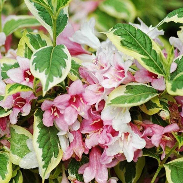 Вейгела Нана Вариегата P9   шт Садовита