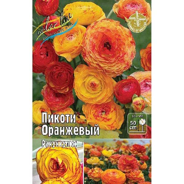 Ранункулюс Пикоти Оранжевый 4/5 200 шт Шоу-Бокс 9213