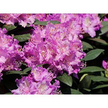 Рододендрон Кэтевбинский Бурсо P13