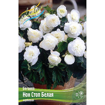 Бегония Нон Стоп Белая 5/6 50 шт Шоу-Бокс 8854