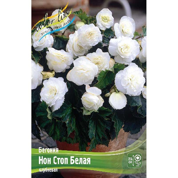 Бегония Нон Стоп Белая 5/6 50 шт Шоу-Бокс 8854