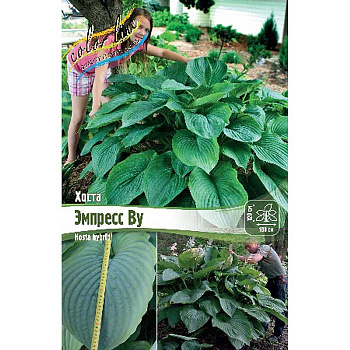 Хоста Эмпресс Ву 1 n 1 шт