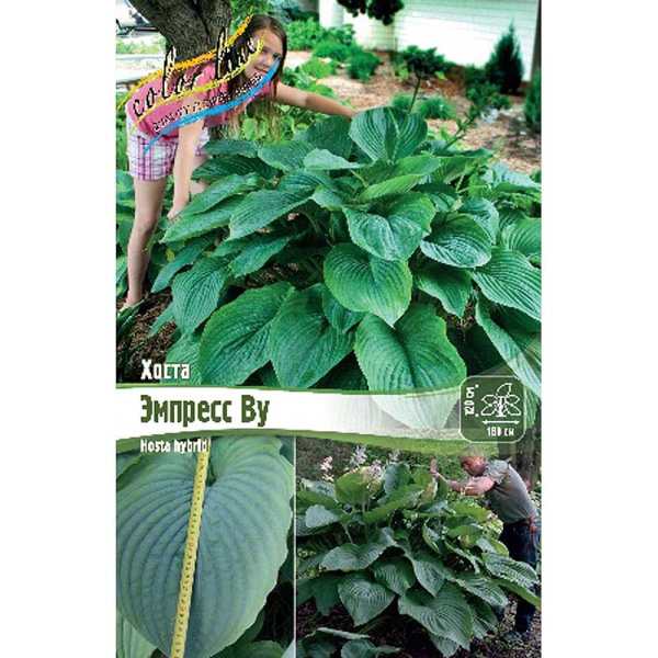 Хоста Эмпресс Ву 1 n 1 шт
