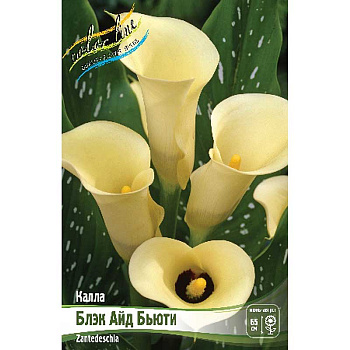 Калла Блэк Айд Бьюти 12/14 2 шт