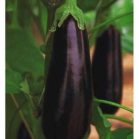 Баклажан Фарама 5г Clause