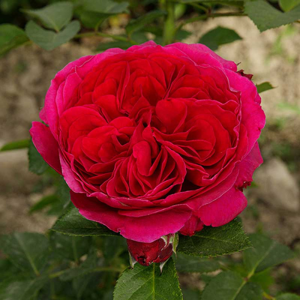 Роза чайно-гибридная Алан Сушон Садовита