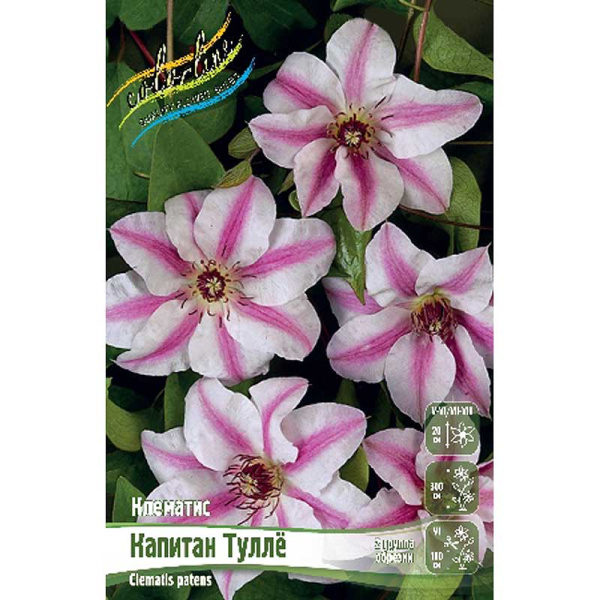 Клематис Капитан Туллё I 25 шт Биг-пак 4596