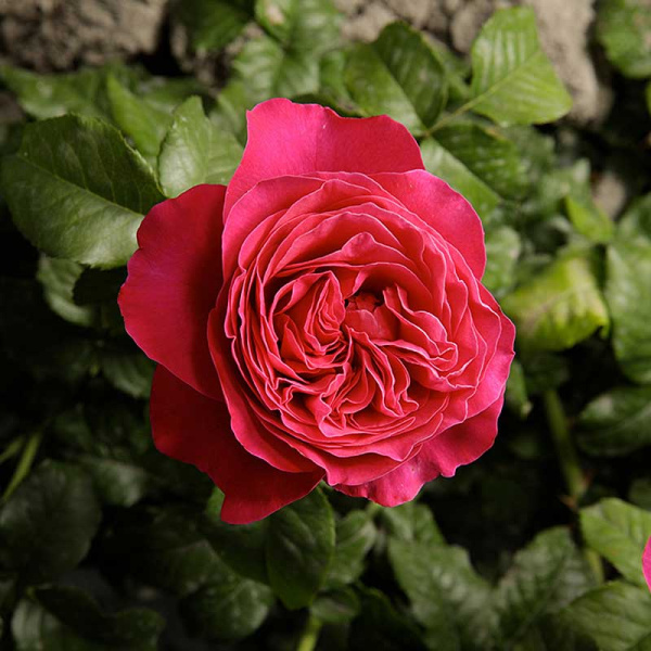 Роза шраб Кейт (английская) Садовита