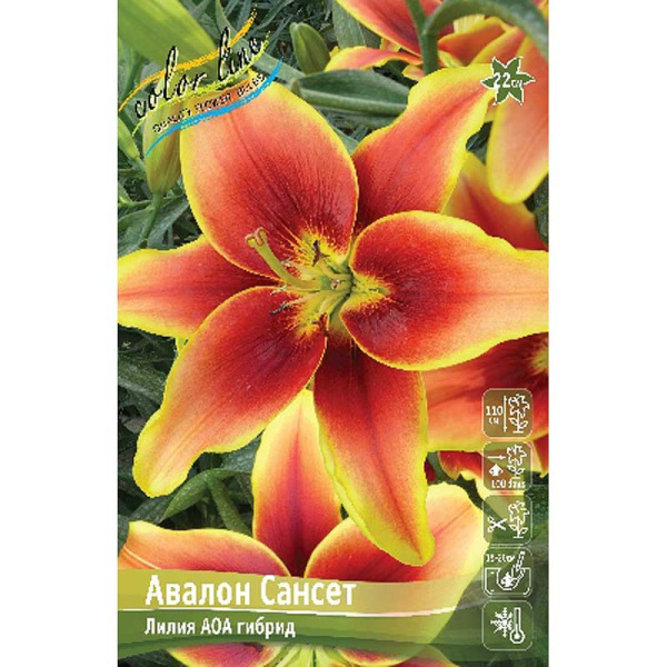 Лилия Авалон Сансет 12/14 5 шт 