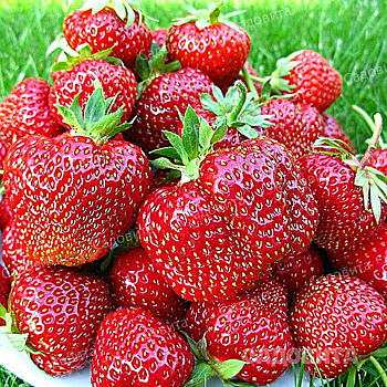 Земляника садовая Дарселект (цена за 40 шт) ОСП