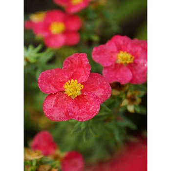 Лапчатка Кустарниковая Данни Бой P9