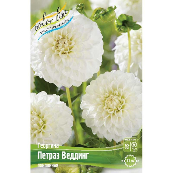 Георгина Петраз Веддинг I 15 шт Шоу-бокс 13976