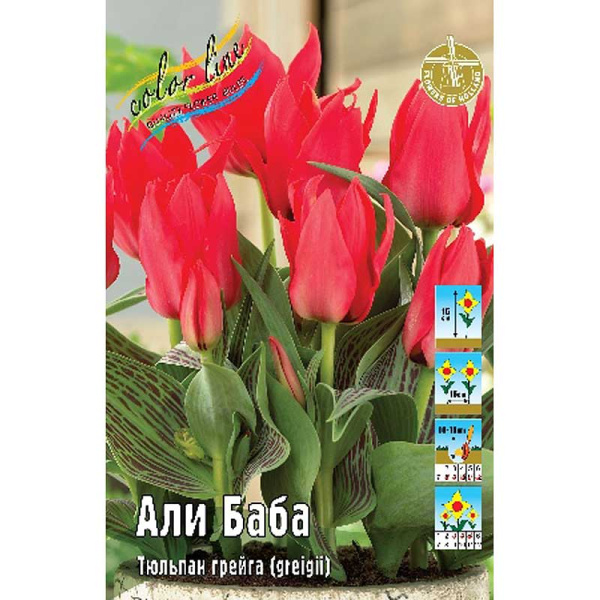 1117 Шоу-бокс Тюльпан Али Баба 11/12 100 шт