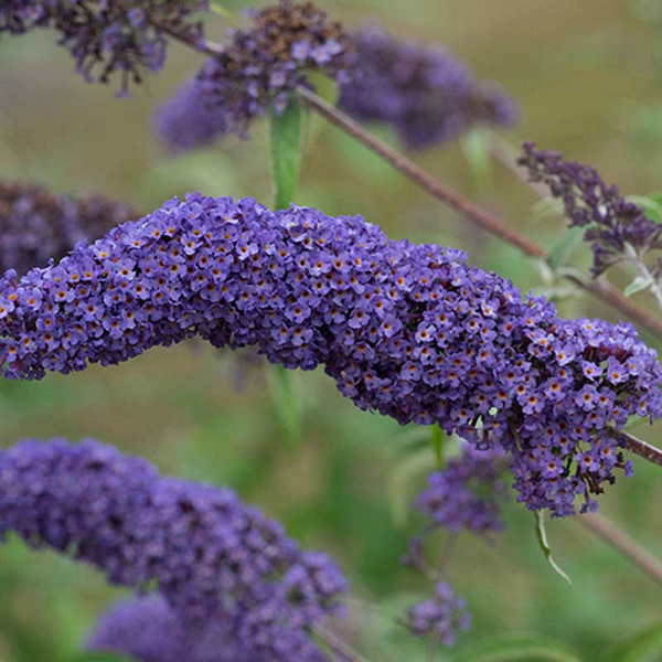 Буддлея Давида Нано Блю Р9 шт Садовита