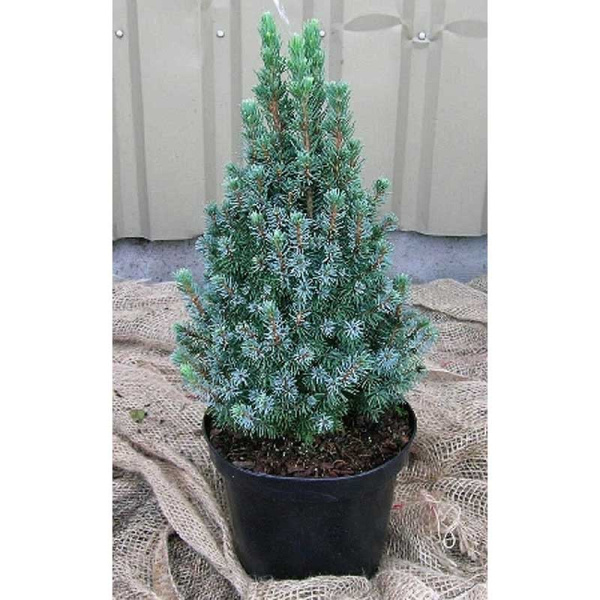 Ель Канадская Сандерз Блю P23