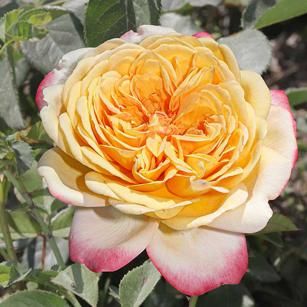 Роза чайно-гибридная Кордес Юбилей Садовита