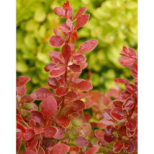 Барбарис Тунберга Корал P9