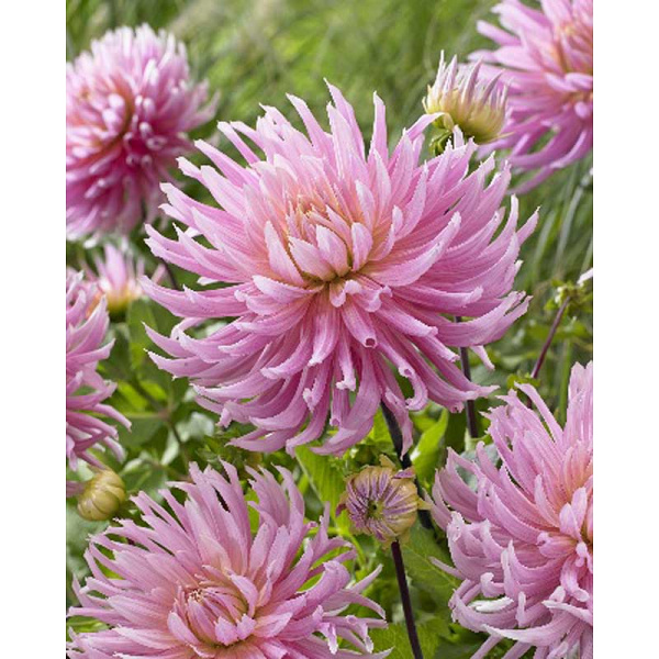 11026 Шоу-Бокс Георгина Холлихил Коттон Кэнди I 15 шт 