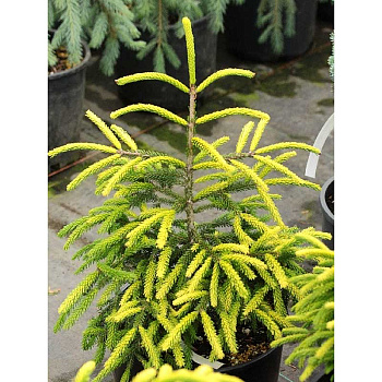 10458 Ель Восточная Санни Гном 30-40см с комом ,шт