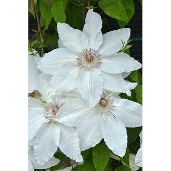 Клематис Фую-Но-Таби С2