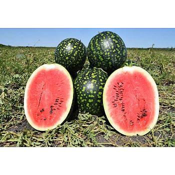 Арбуз Русская березка Гавриш Ц