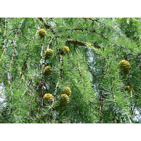Лиственница Larix Kaempferi P9 ,шт Садовита 9331