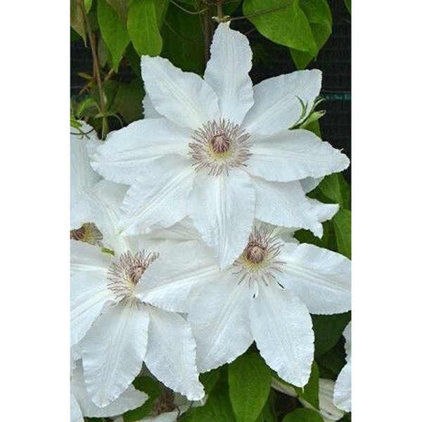 Клематис Фую-Но-Таби С2