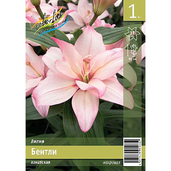 Лилия Бентли 12/14 1 Эконом шт 