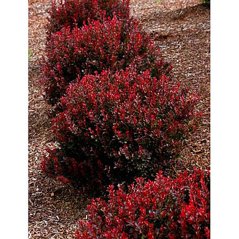 Барбарис Тунберга Пигми Руби P9