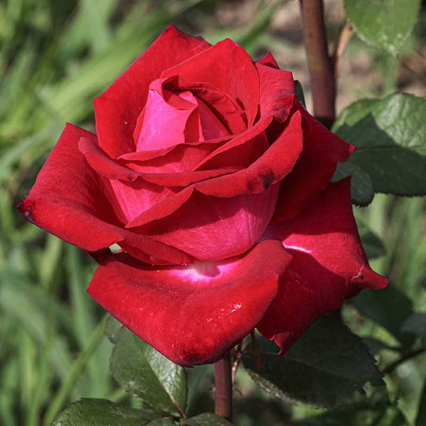 Роза чайно-гибридная Экскалибур Садовита