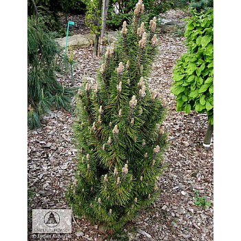 6616 Сосна Черная Комет C1.5 ,шт