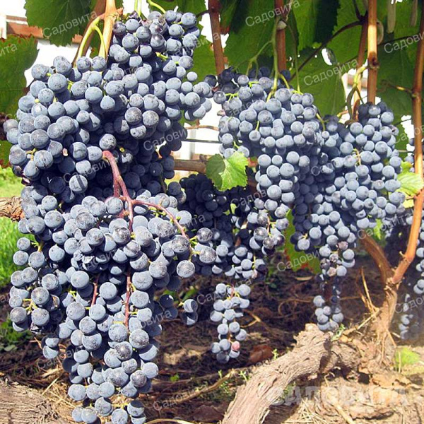 Виноград Черный Потапенко Кишмиш ранний Садовита