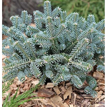 Пихта Корейская Блю Эмперор C1.5