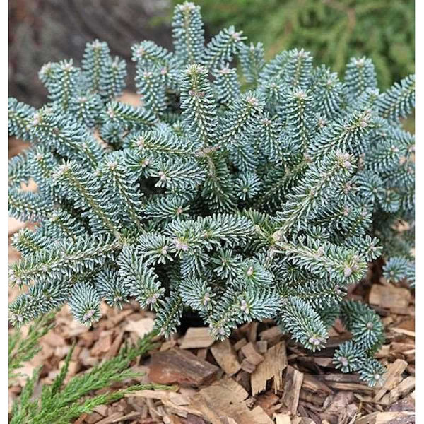 Пихта Корейская Блю Эмперор C1.5