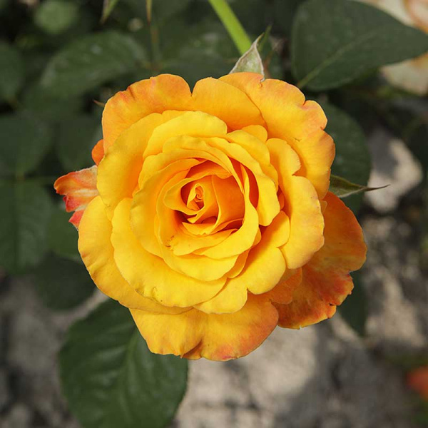 Роза чайно-гибридная Тайкун Садовита