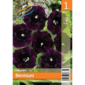 Глоксиния Виолацеа 5/6 1 Эконом шт