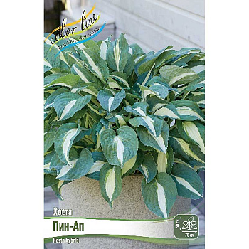 Хоста Пин-Ап 1 n 25 шт Биг-Пак 9389