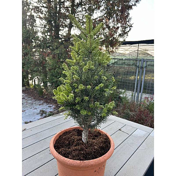 11064 Пихта Белая Минарет 30-40cm с комом ,шт