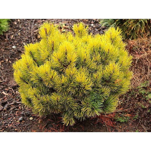 Сосна Горная Офир C1.5