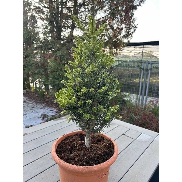 11064 Пихта Белая Минарет 30-40cm с комом ,шт