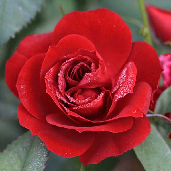 Роза миниатюрная Бейби Баккара Садовита