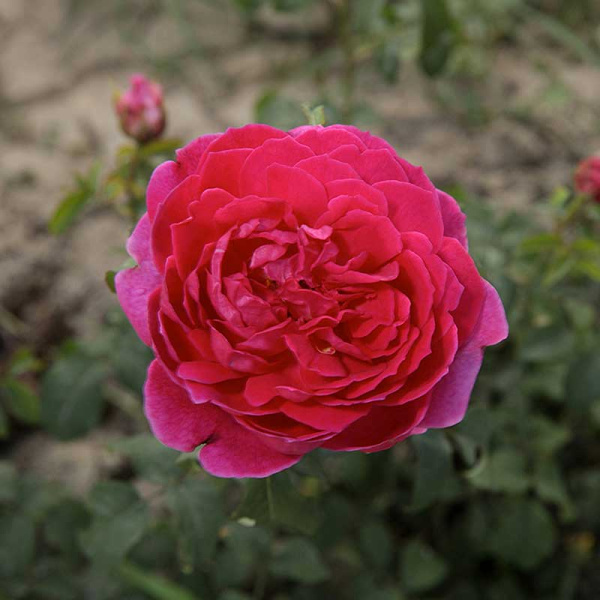 Роза шраб Янг Люсидас (английская) Садовита