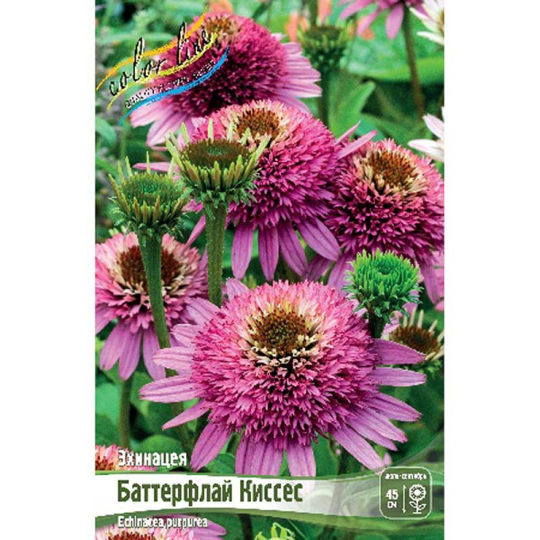 Эхинацея Баттерфлай Киссес I 1 шт 